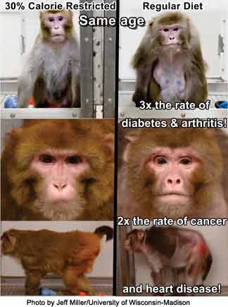 http://themastercleanse.com/wp-content/uploads/2011/07/reduced-calorie-diet-monkeys-sm.jpg